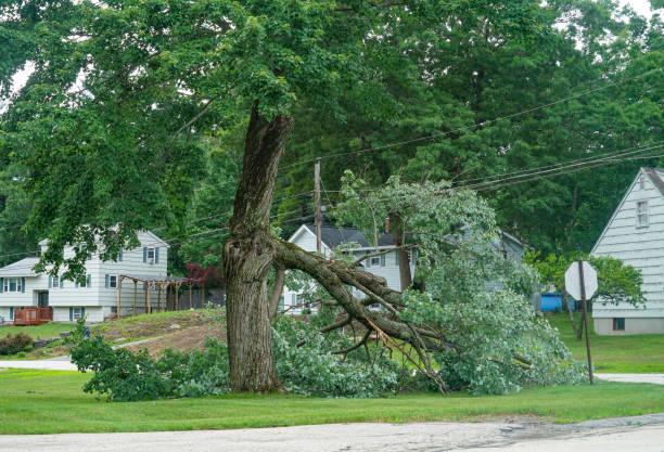 Best Affordable Tree Service  in Wliamsvle, IL